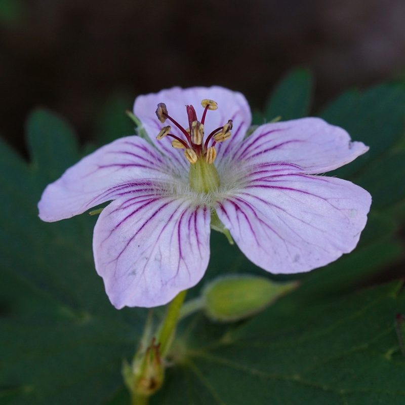 Geranium richardsonii, photographed by Andrew Tree