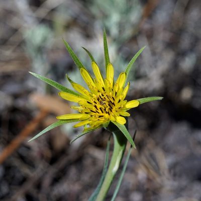 Tragopogon dubius, photographed by Andrew Tree