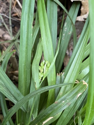 Carex abscondita, photographed by Zihao Wang