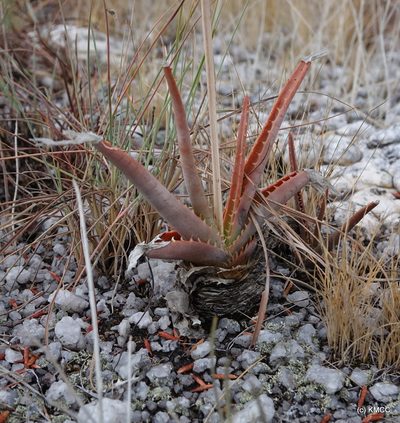 Aloe compressa, photographed by Romer N. Rabarijaona