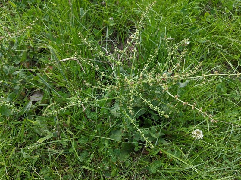 Rumex conglomeratus, photographed by Piermario Maculan