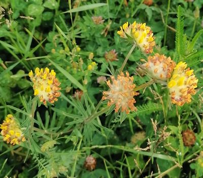 Anthyllis vulneraria, photographed by Petr Harant