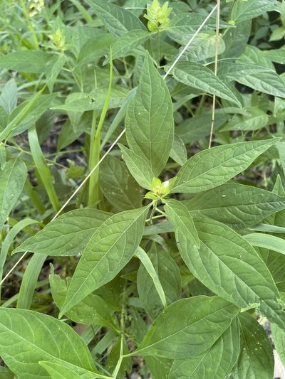 Yeatesia viridiflora, photographed by Brandon Corder