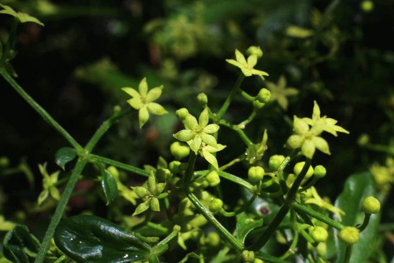 Rubia peregrina, photographed by CorentinD