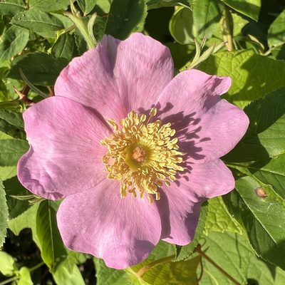 Rosa palustris, photographed by Anne Parker