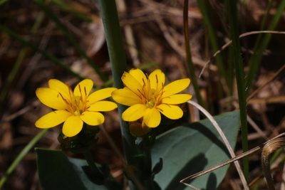 Blackstonia perfoliata, photographed by CorentinD