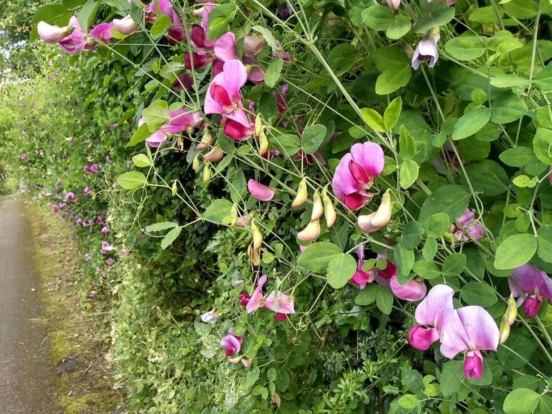 Lathyrus grandiflorus, photographed by Karen Fry