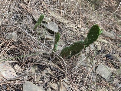 Opuntia ficus-indica, photographed by Marc Riera