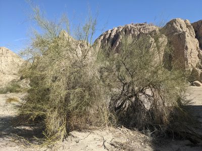 Parkinsonia florida, photographed by Alix Kosmala