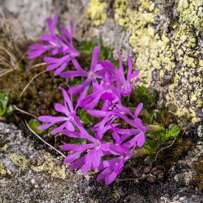 Primula minima, photographed by Piotr Lukasik