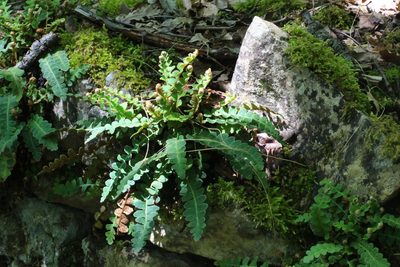 Asplenium ceterach