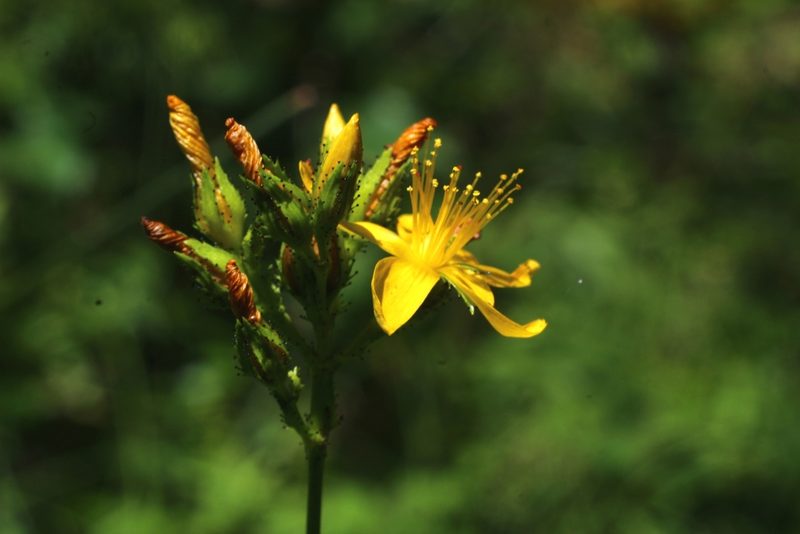 Hypericum montanum, photographed by CorentinD