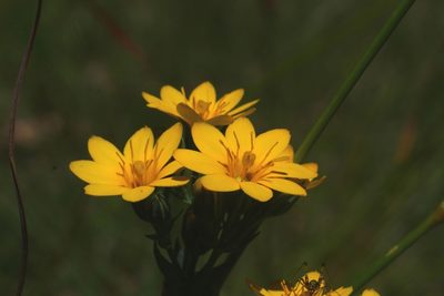 Blackstonia perfoliata, photographed by CorentinD
