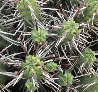 Euphorbia heptagona, photographed by Nicola van Berkel