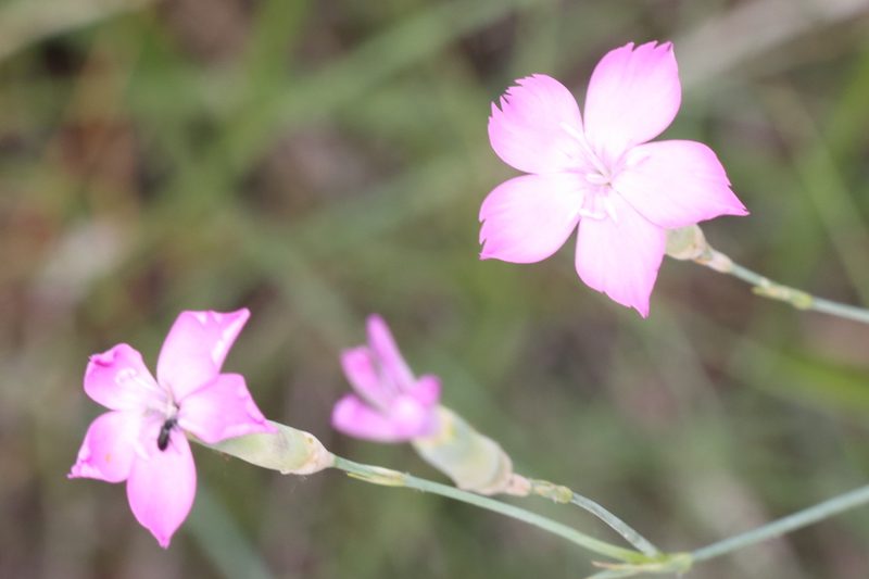 Dianthus sylvestris, photographed by Marino Linić