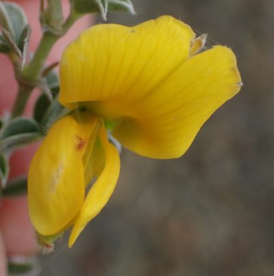 Argyrolobium argenteum, photographed by Nicola van Berkel