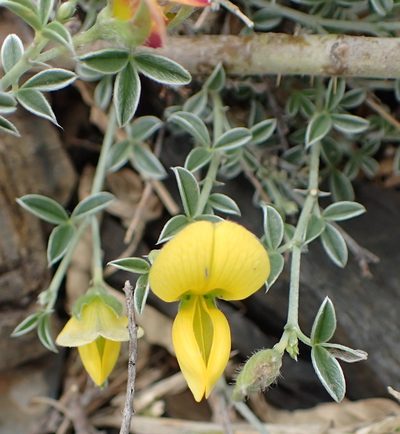 Argyrolobium argenteum, photographed by Nicola van Berkel