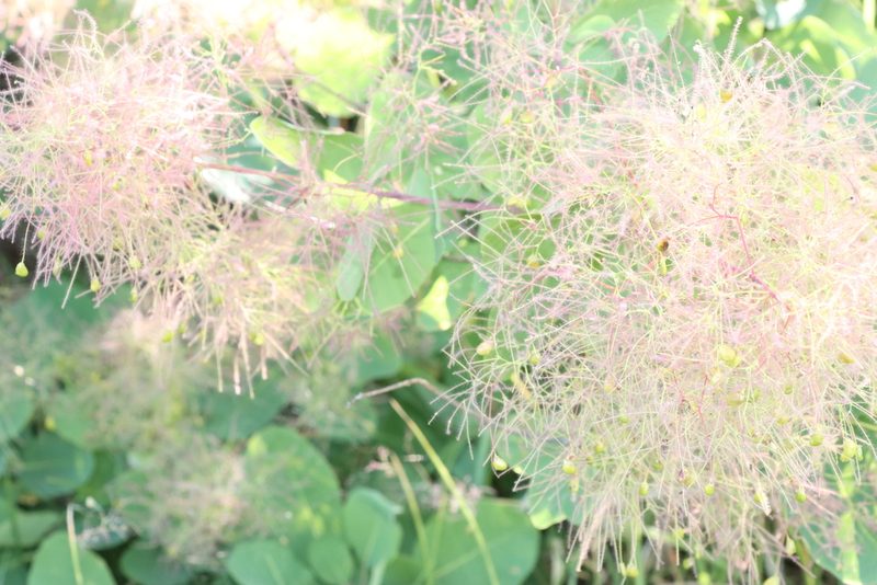 Cotinus coggygria, photographed by Marino Linić