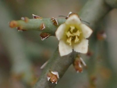 Thesium hystrix, photographed by Nicola van Berkel