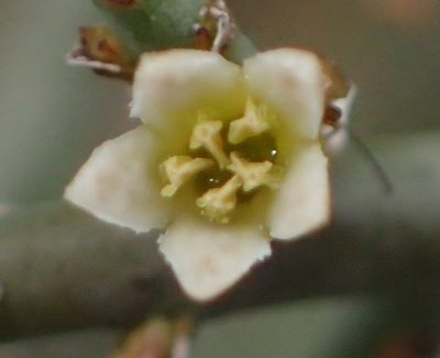 Thesium hystrix, photographed by Nicola van Berkel