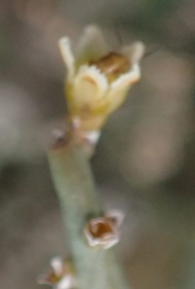 Thesium hystrix, photographed by Nicola van Berkel