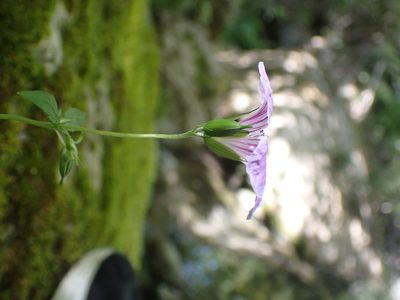 Geranium nodosum, photographed by luluchouette