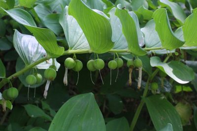 Polygonatum odoratum, photographed by CorentinD