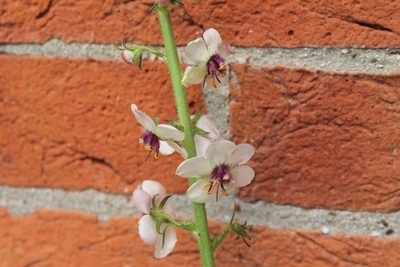 Verbascum blattaria, photographed by Violet T.