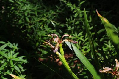 Iris foetidissima, photographed by CorentinD