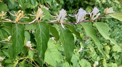 Lonicera maackii, photographed by Susan Berry