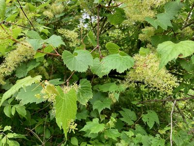Vitis riparia, photographed by Susan Berry