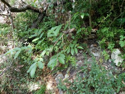 Juglans regia, photographed by Vladimír Fuka