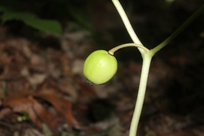 Podophyllum peltatum
