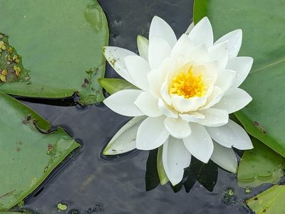 Nymphaea odorata, photographed by Connor Sites-Bowen