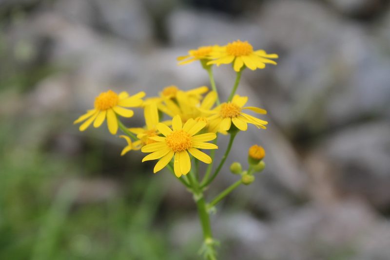 Packera glabella, photographed by Violet T.