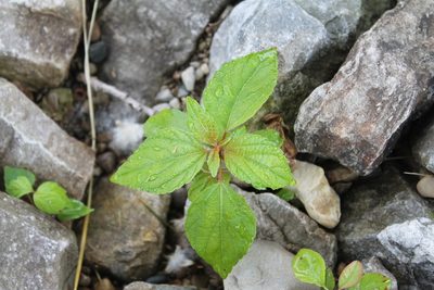 Acalypha rhomboidea