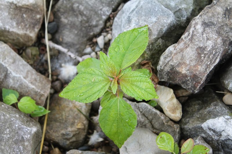 Acalypha rhomboidea, photographed by Violet T.
