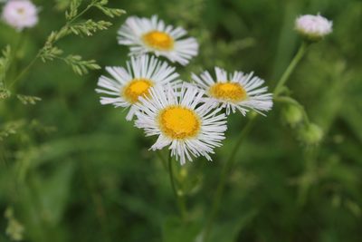 Erigeron philadelphicus, photographed by Violet T.