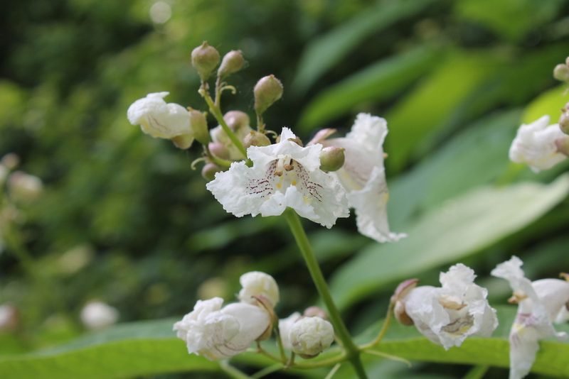 Catalpa speciosa, photographed by Violet T.