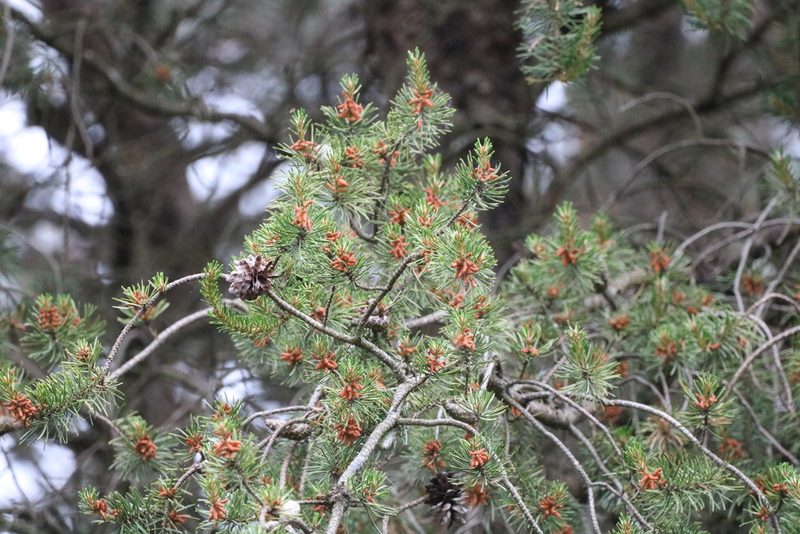Pinus banksiana, photographed by jyoung2399