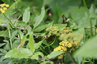 Zizia aurea, photographed by jyoung2399