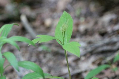 Sassafras albidum, photographed by jyoung2399