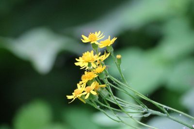 Packera aurea, photographed by jyoung2399