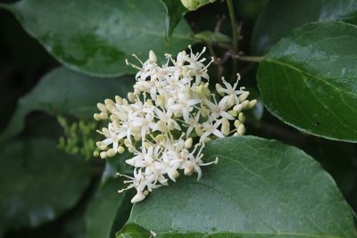 Cornus drummondii, photographed by Violet T.