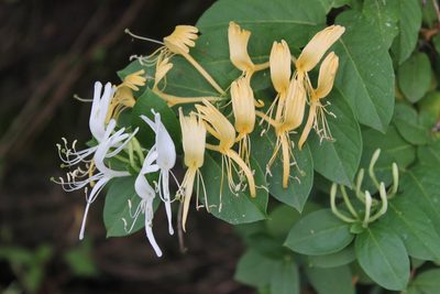 Lonicera japonica, photographed by Violet T.