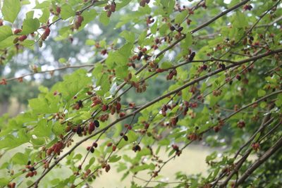 Morus alba, photographed by Violet T.
