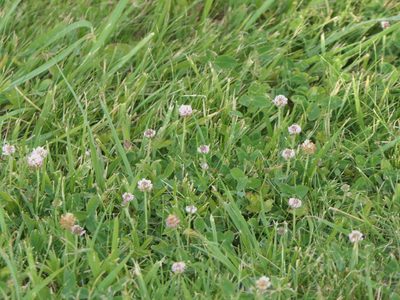 Trifolium fragiferum, photographed by Pete Bradshaw