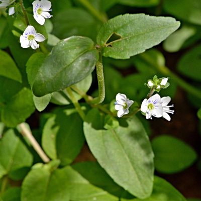 Veronica serpyllifolia, photographed by Petr Harant