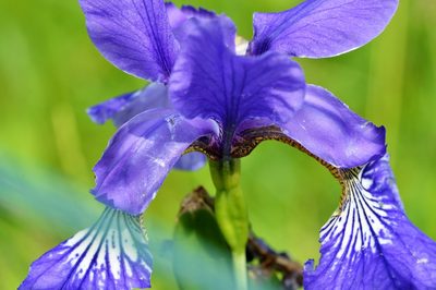 Iris sanguinea, photographed by Petr Harant