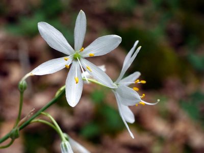 Anthericum liliago, photographed by Wolfgang Jauch